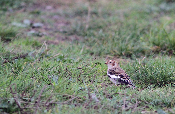 Snow Bunting