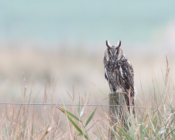 Long-eared Owl