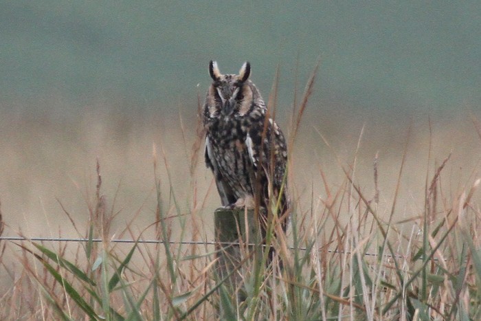 Long-eared Owl