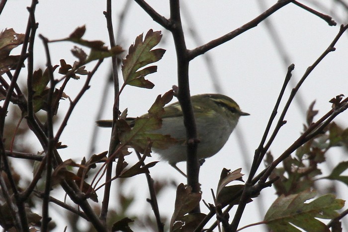 Pallas's Warbler