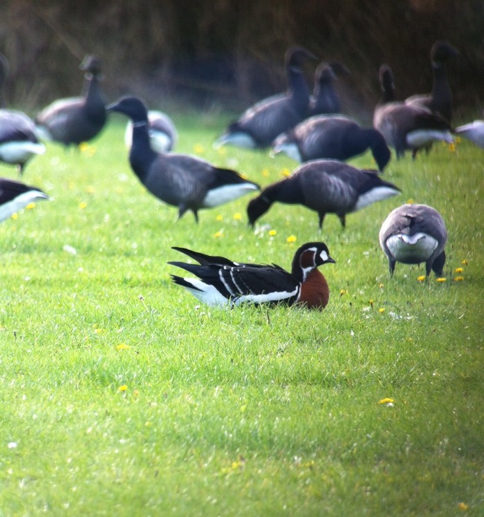 Red-breasted Goose