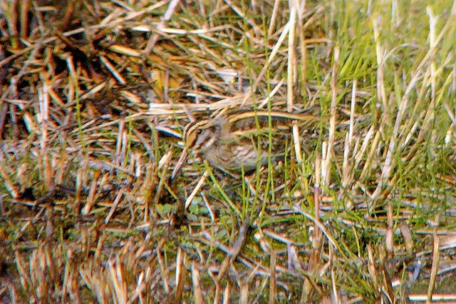 Jack Snipe