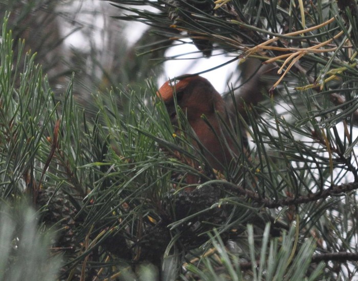 Parrot Crossbill