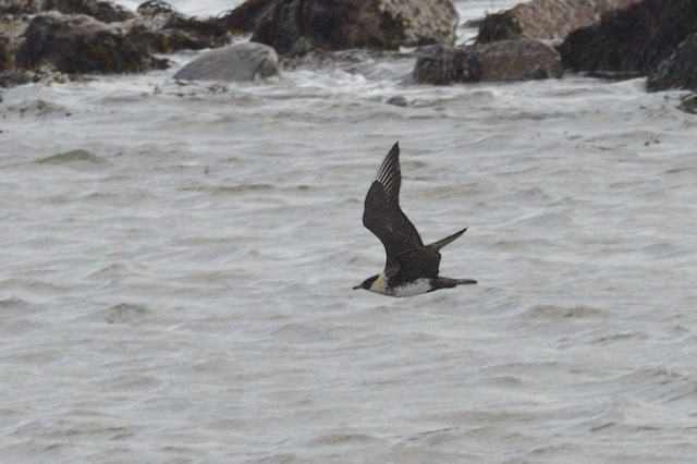 Pomarine Skua