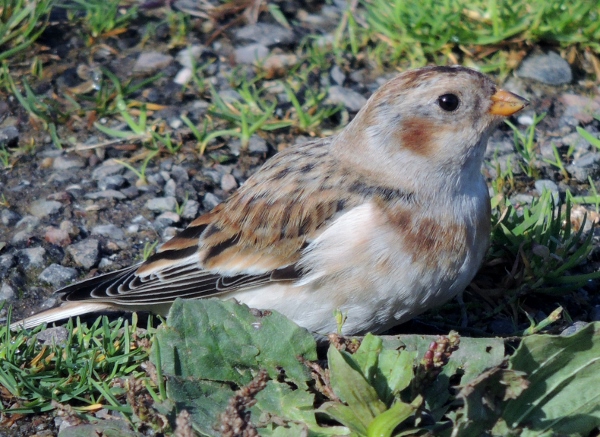 Snow Bunting