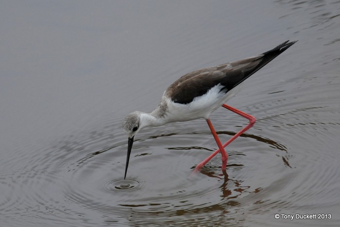 Black-winged Stilt