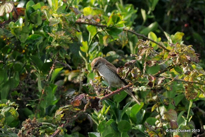 Red-backed Shrike