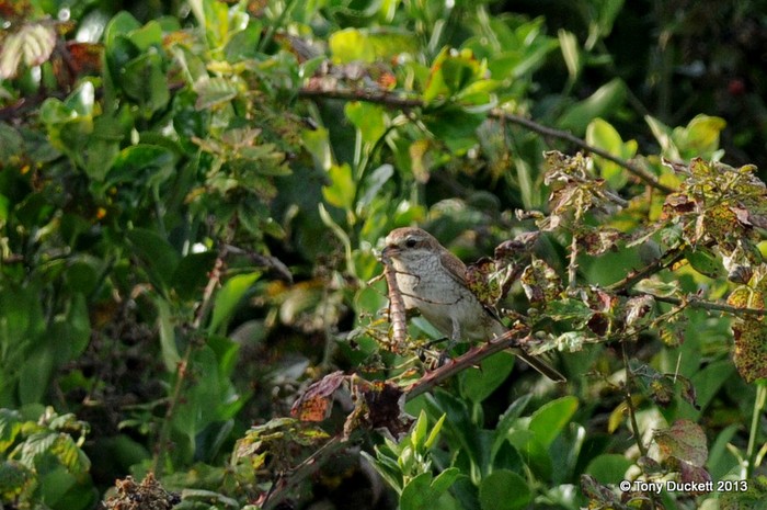 Red-backed Shrike