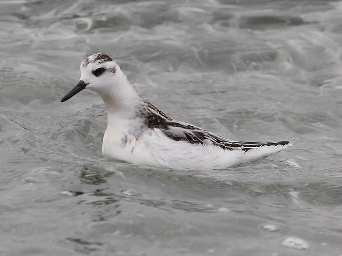 Grey Phalarope