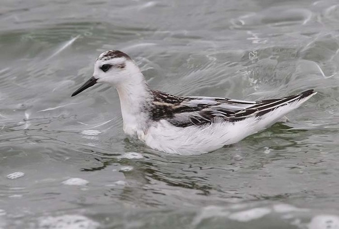 Grey Phalarope