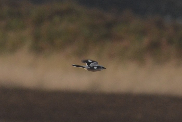 Great Grey Shrike