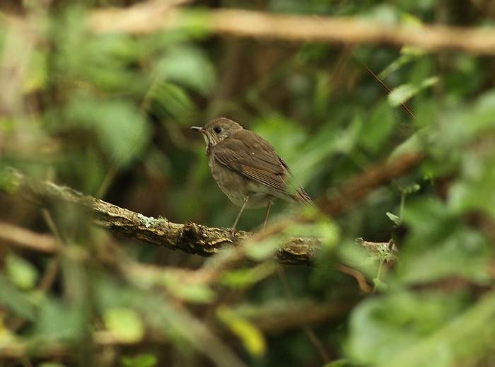 Grey-cheeked Thrush