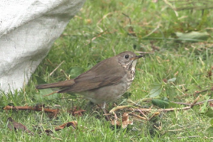 Grey-cheeked Thrush