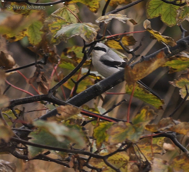 Great Grey Shrike