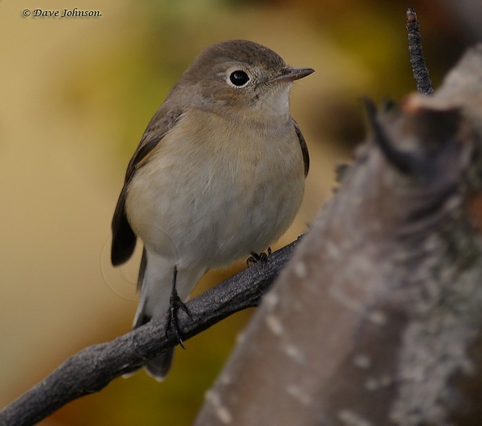 Red-breasted Flycatcher