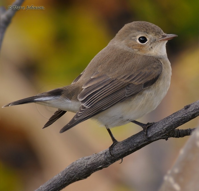 Red-breasted Flycatcher
