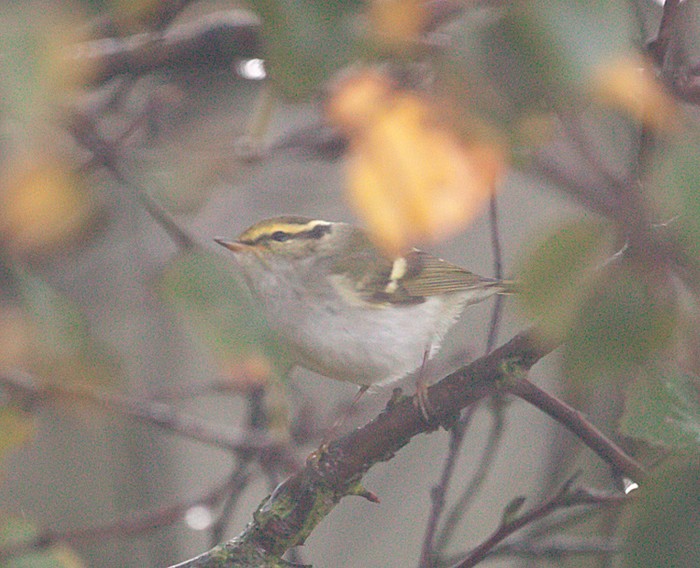 Pallas's Warbler