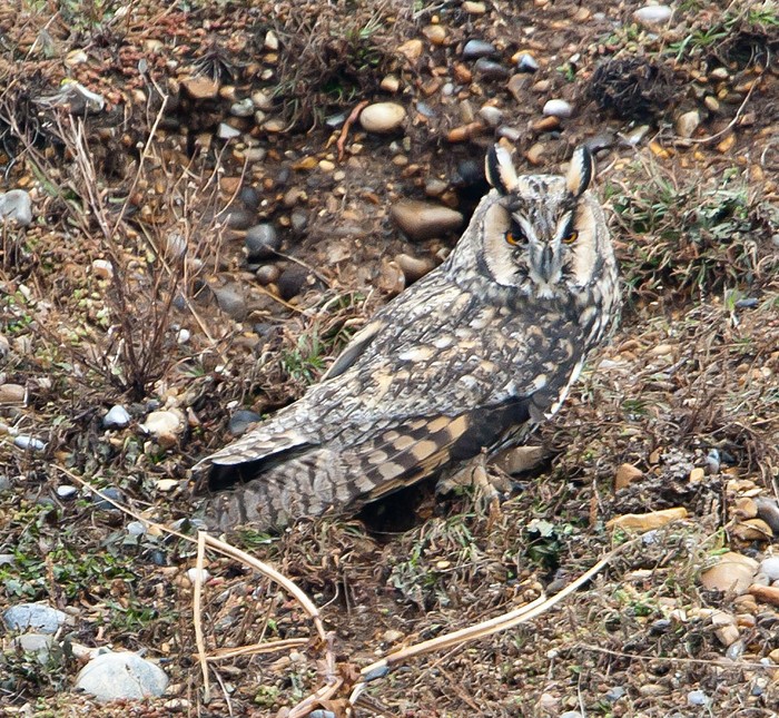 Long-eared Owl