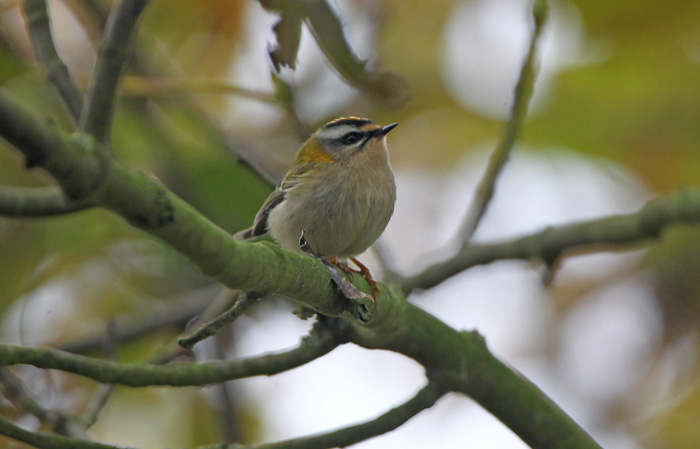 Firecrest