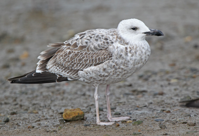 Caspian Gull
