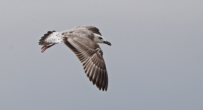 Caspian Gull
