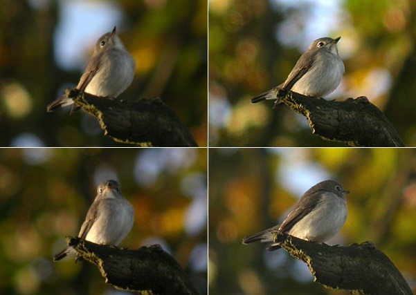 Brown Flycatcher