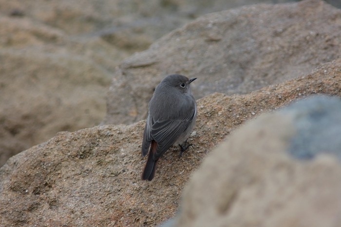 Black Redstart