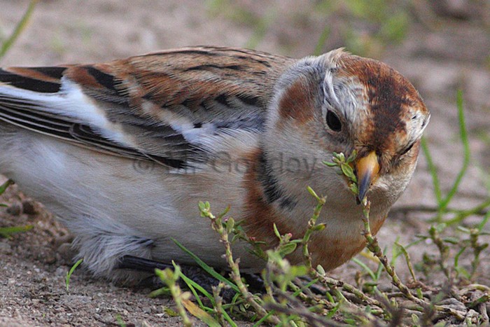 Snow Bunting