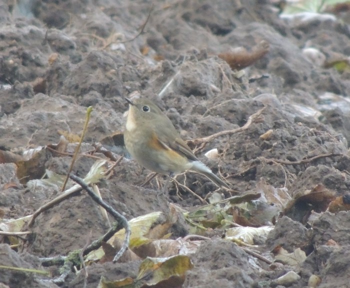 Red-flanked Bluetail