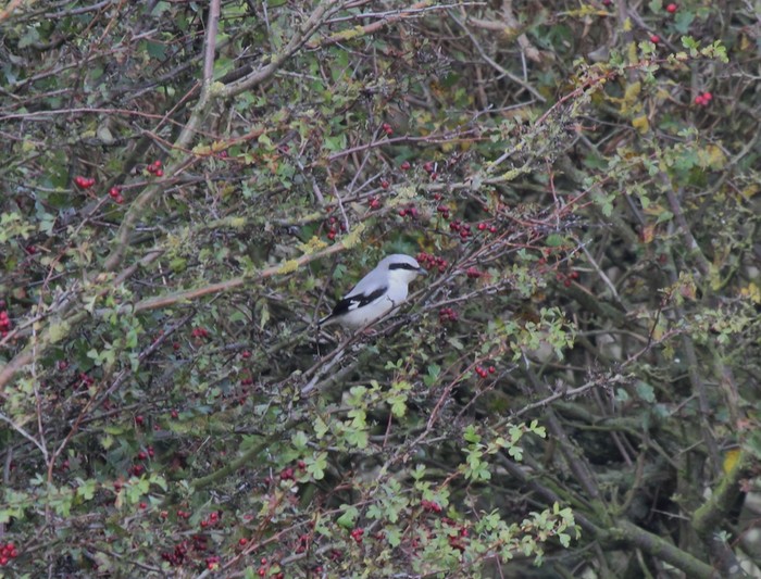 Great Grey Shrike