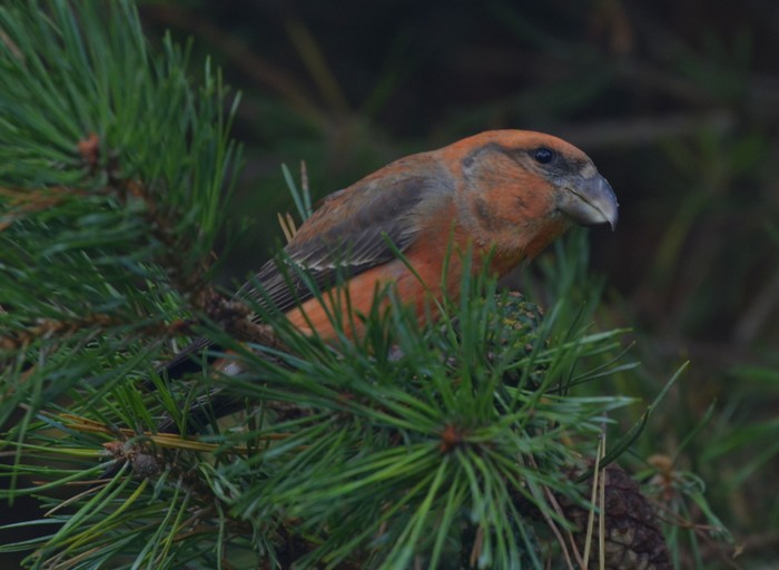 Parrot Crossbill