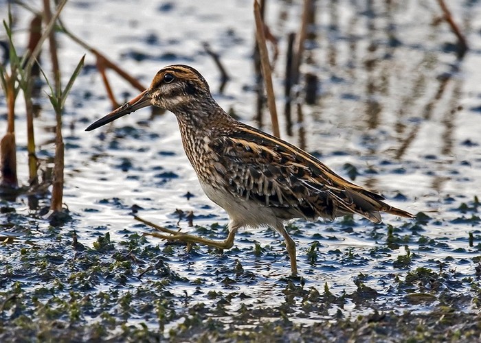 Jack Snipe