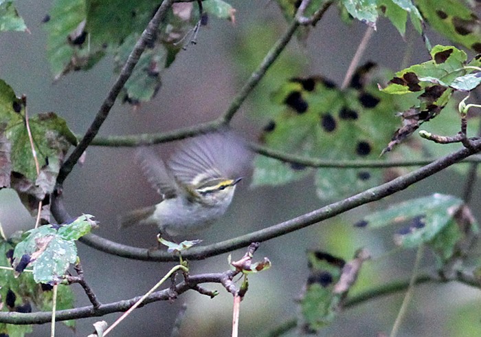 Pallas's Warbler