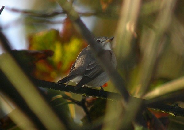 Brown Flycatcher