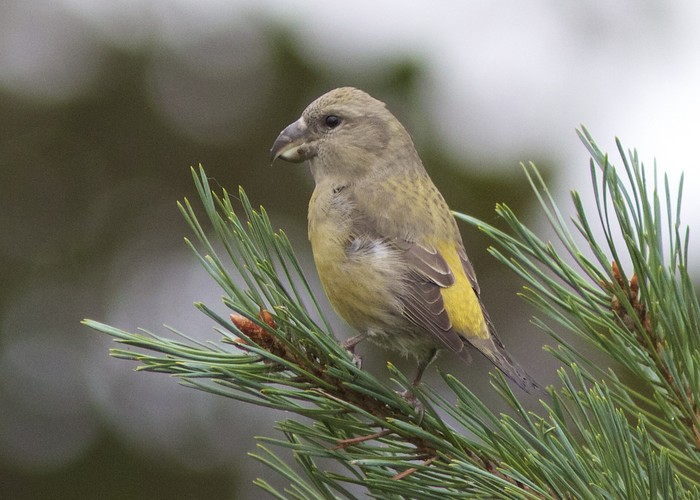 Parrot Crossbill