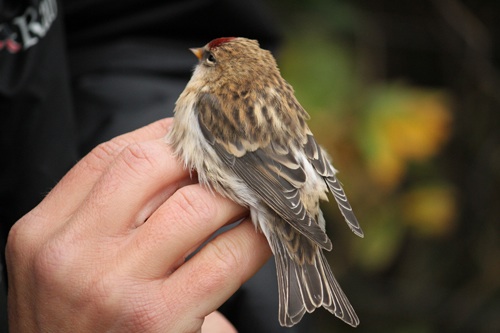 Mealy Redpoll