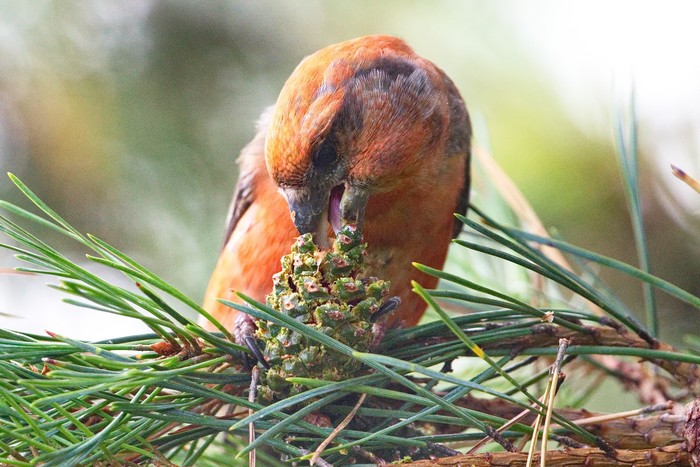 Parrot Crossbill