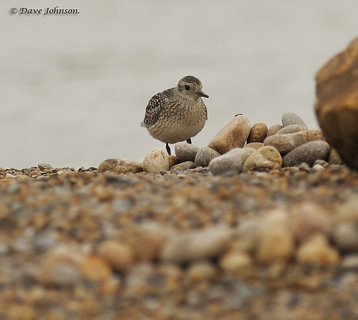 Grey Plover