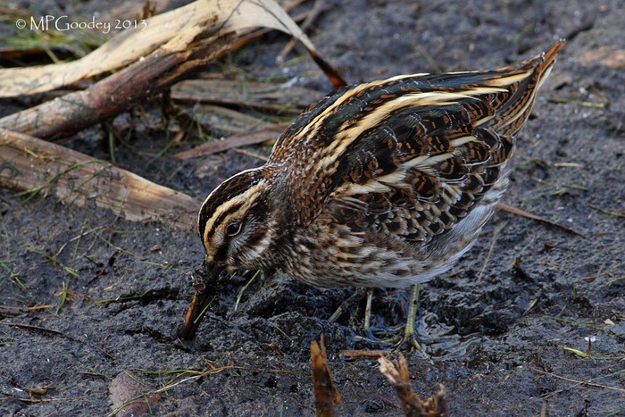 Jack Snipe