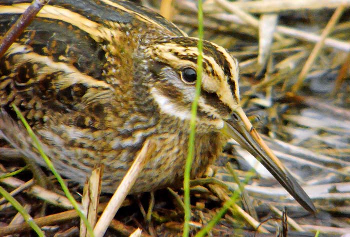 Jack Snipe