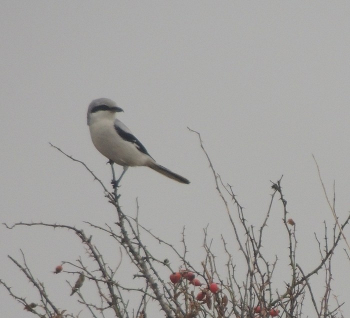 Great Grey Shrike