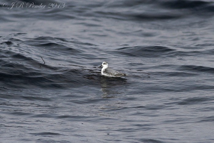 Grey Phalarope
