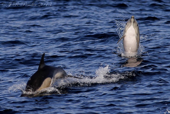 Common Dolphin