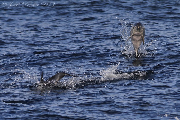 Common Dolphin