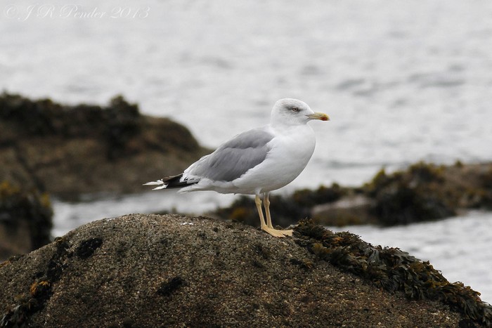 Yellow-legged Gull