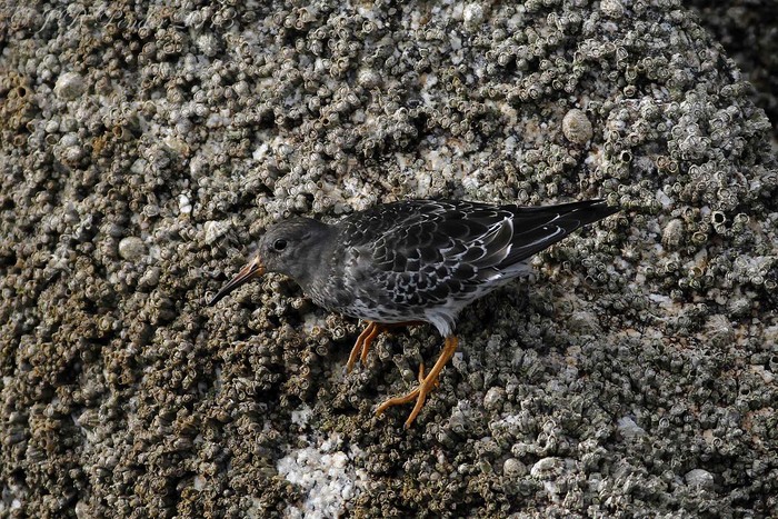 Purple Sandpiper