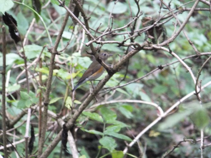 Red-flanked Bluetail