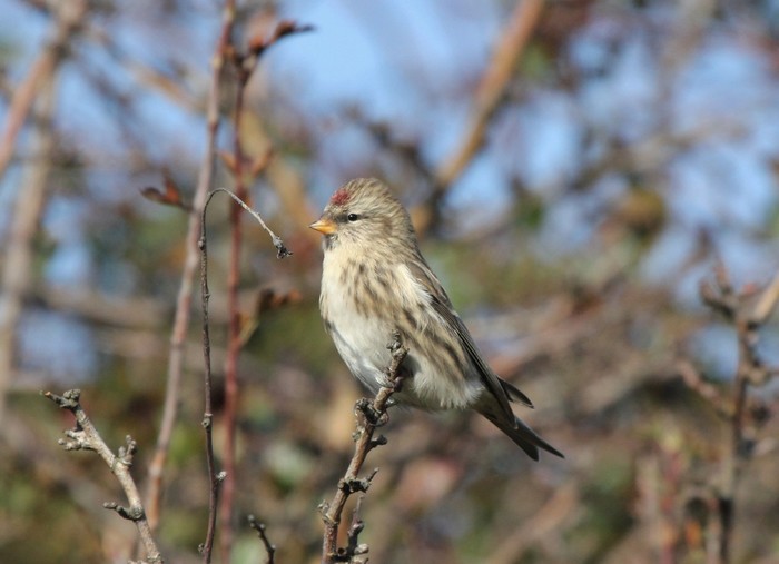 Mealy Redpoll