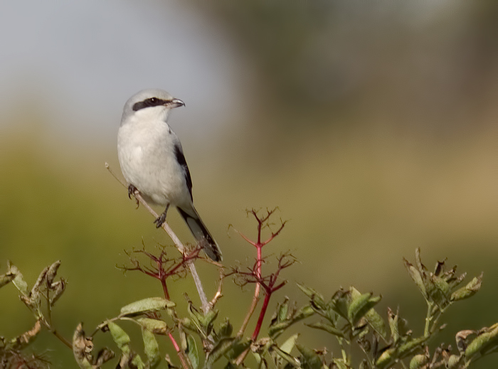 Great Grey Shrike