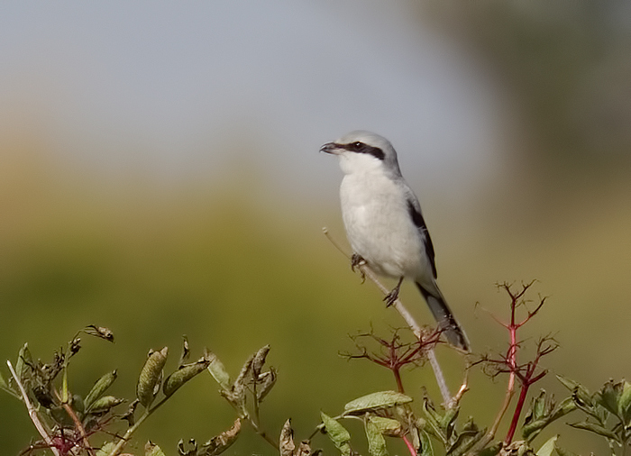 Great Grey Shrike